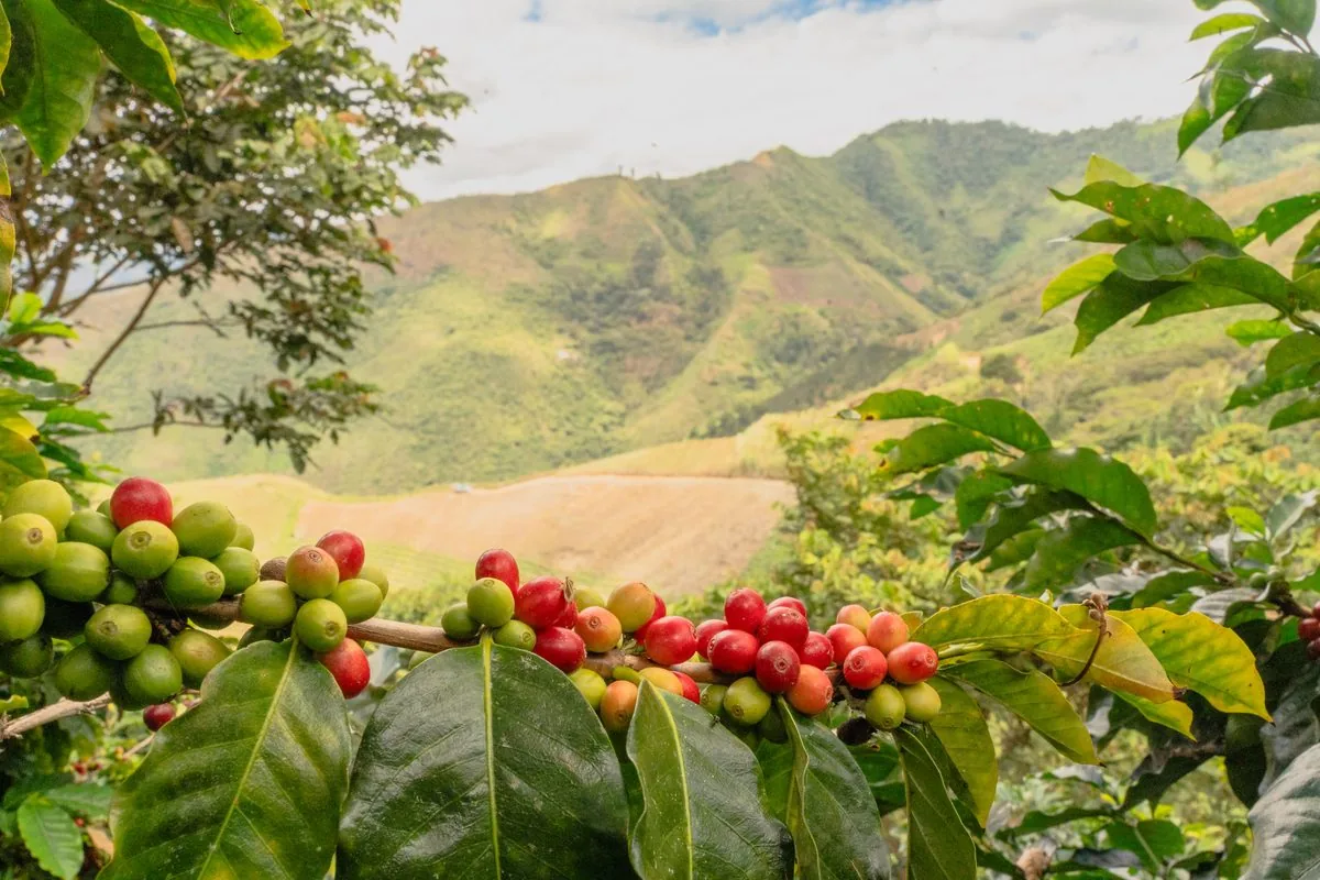 Cerezas maduras en cafetal de altura