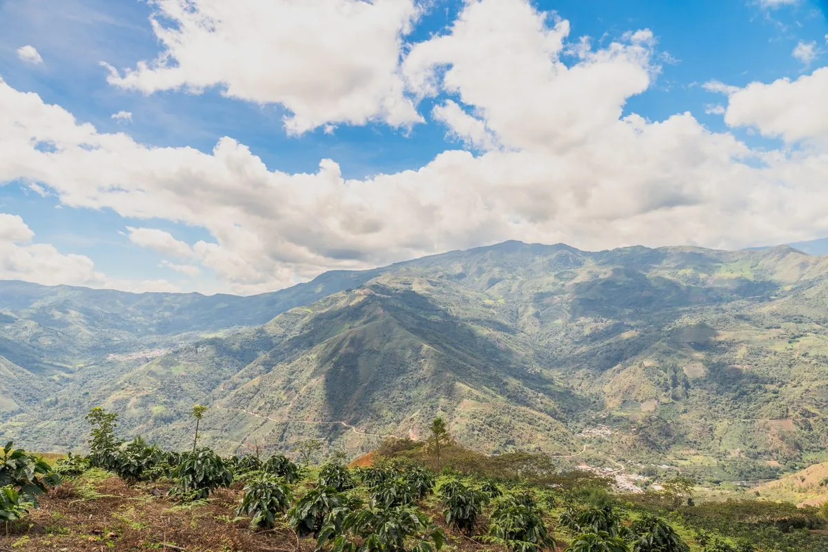 Laderas cafetaleras de la selva alta