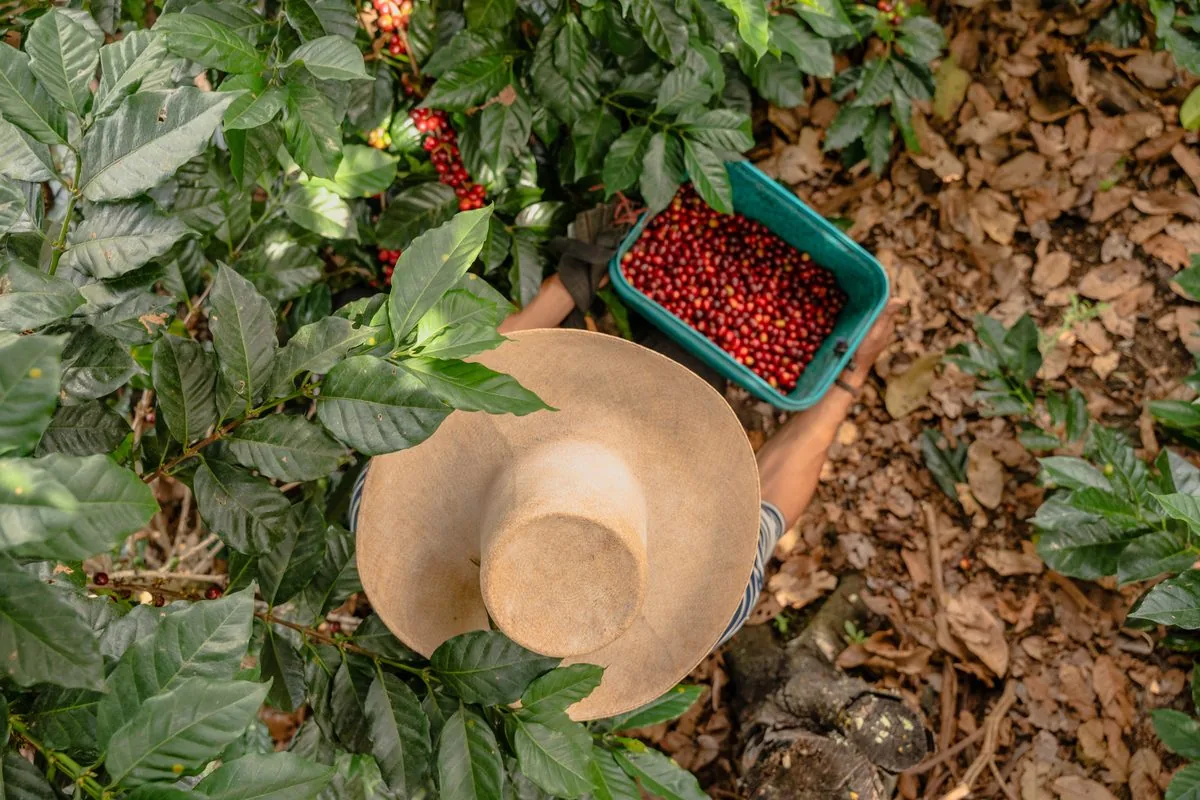 Recolección de cerezas, vista cenital