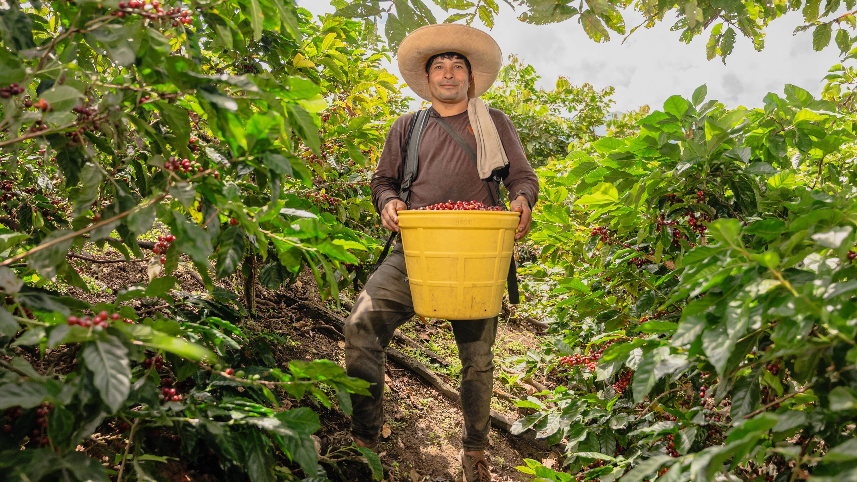 Caficultor recolectando café en una plantación de Jaén