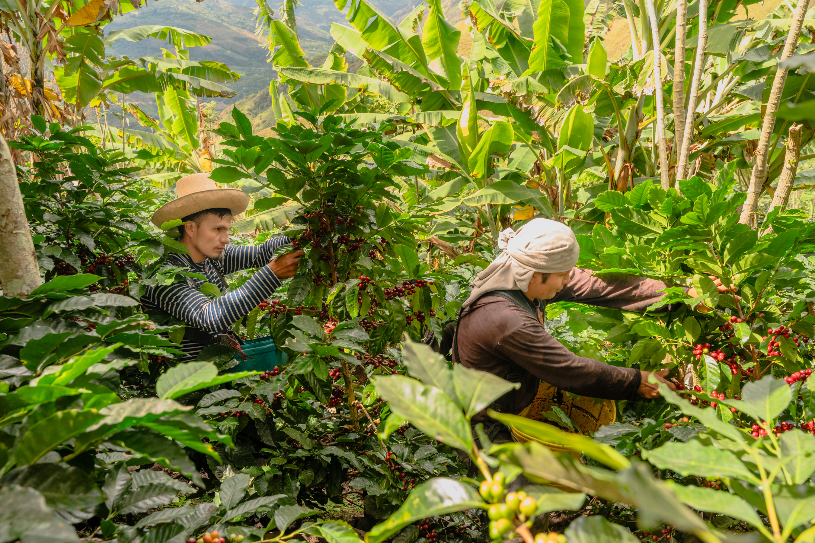 Organización de Productores